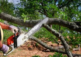 Best Tree Disease Treatment  in Surprise, AZ