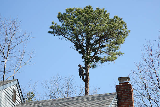 How Our Tree Care Process Works  in  Surprise, AZ